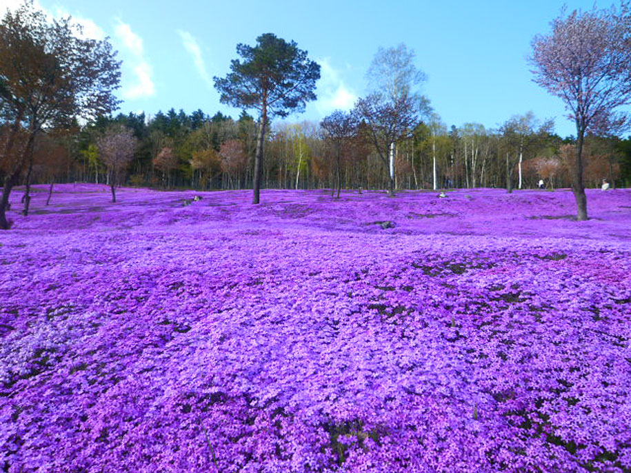 Shibazakura Flowers, Takinoue Park, Japan-日本泷上公园芝樱花：位于北海道东北的泷上町，在每年5月中旬至6月下旬，芝樱开遍整个山麓，远看只见那原本青翠的山头，换上了一袭紫红色的外袍，夺目非常。置身其中，彷佛是踏着红地毡似的，微风偶尔吹来阵阵幽香，全人直浸在粉红浪漫中。