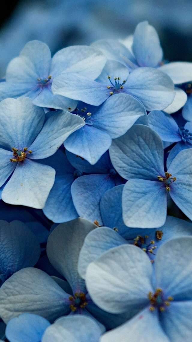 iPhone5壁纸、花儿、紫陽花、紫阳花、淡蓝色