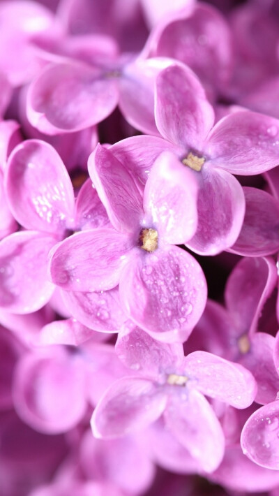 iPhone5壁纸、花儿、紫色