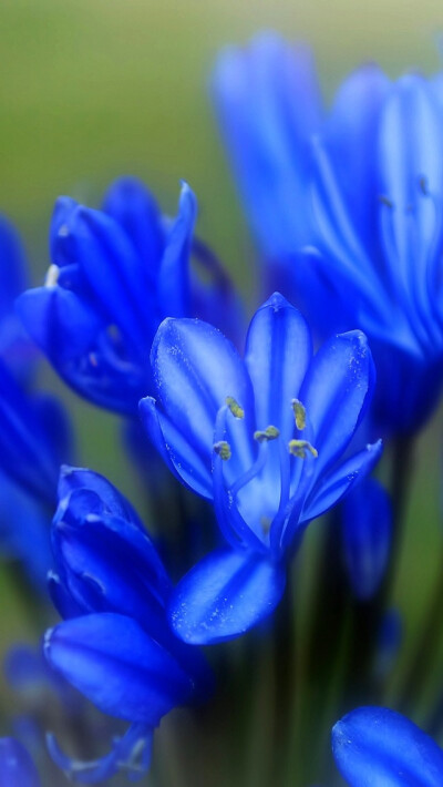 iPhone5壁纸、花儿、蓝色