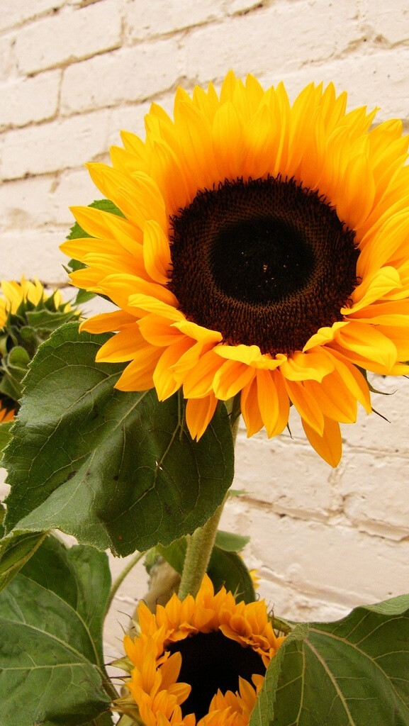 iPhone5壁纸、花儿、太阳花、向日葵、黄色、ひまわり