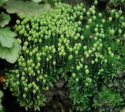 苔藓植物