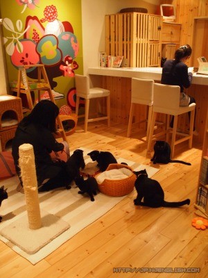 黑猫以外的猫咪们都已经被移送到10月1日新开张的店铺“cat cafe-88号”（兵库县姬路市），因此本店就变成了黑猫only