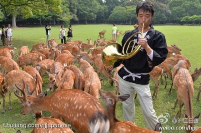 奈良市奈良公园首届「なつの鹿寄せ（夏日唤鹿）」活动开启。职员利用圆号（ホルン）吸引小鹿们靠近。往年一般是在冬季，今年是首次在夏季举办，旨在通过此举吸引更多游客。今后活动时间：8月9、10、23、24日早上9点…