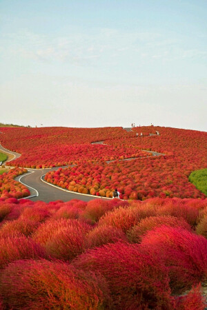 彼岸花。美景， IPhone壁纸。