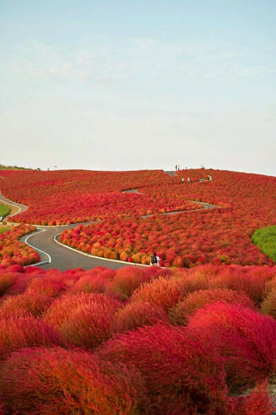 彼岸花。美景， IPhone壁纸。