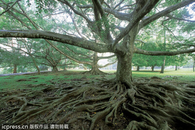 世界闻名的佩拉德尼亚植物园（Peradeniya Botanic Gardens）位于康提城西南5公里处，是斯里兰卡最大的植物园，亚洲第二大植物园（仅次于印尼茂物植物园）。创建于1821年的这所植物园，占地60万平方米。东、西、北三…