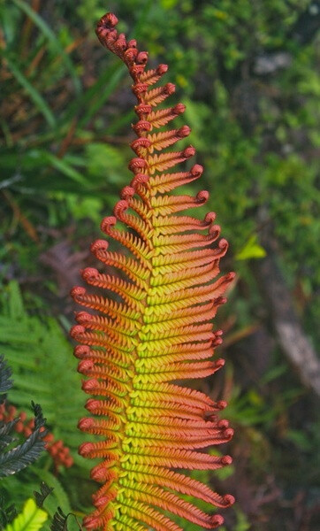 蕨类植物