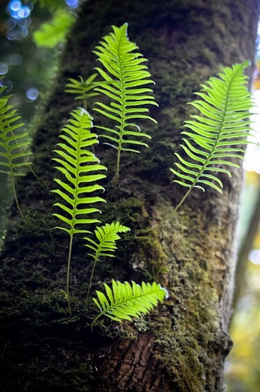 蕨类植物