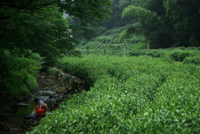 茶园和溪流