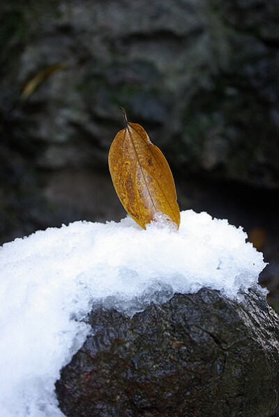 朴树叶立雪三生石