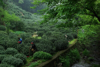 天竺茶园里