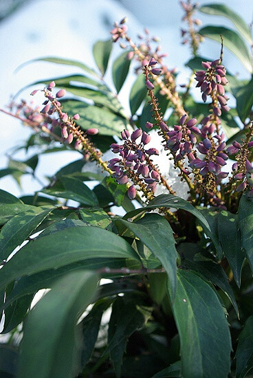 雪后上天竺狭叶十大功劳的果