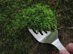 搜集苔藓