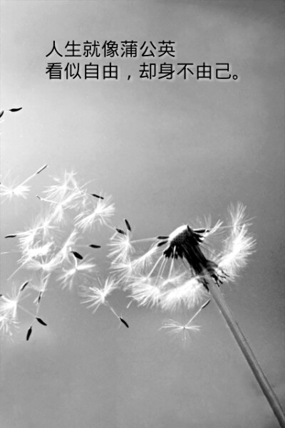 蒲公英