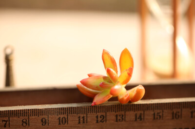 多肉植物 掌上花园--红日 ...