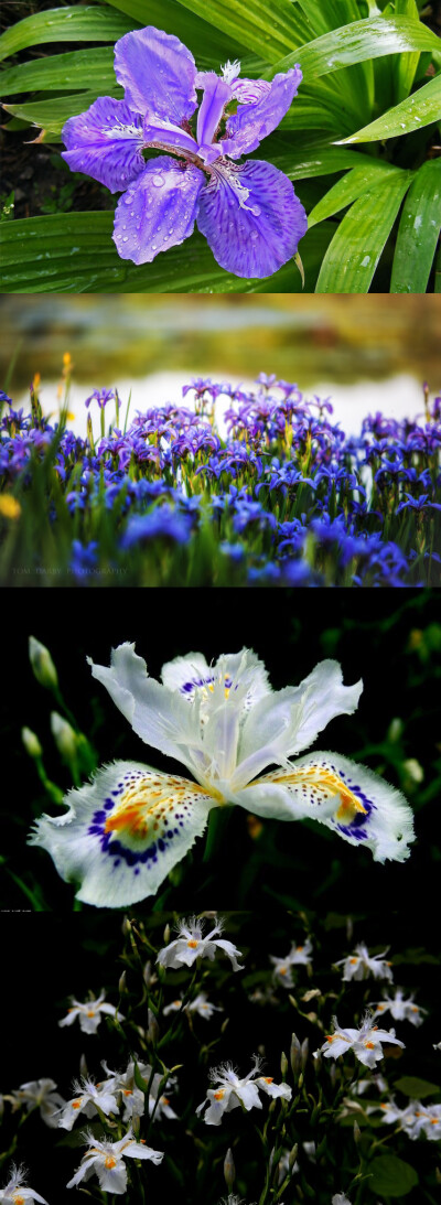 鸢尾（学名：Iris tectorum）又名：蓝蝴蝶、紫蝴蝶、扁竹花等，属百合目，鸢尾科多年生草本，根状茎粗壮，直径约1cm，斜伸；叶长15~50cm，宽1.5~3.5cm，花蓝紫色，直径约10cm；蒴果长椭圆形或倒卵形，长4.5~6cm，直…