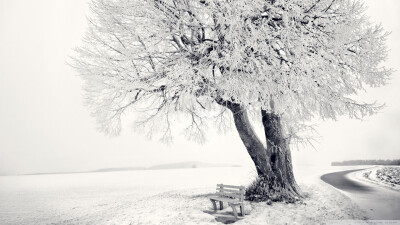 我的爱情是一棵树 永远不会离开一步 风雪多残酷 我想我挺得住 我的生命是一棵树 只愿成为你的归宿