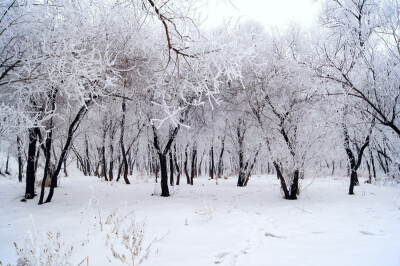 雪景，树林