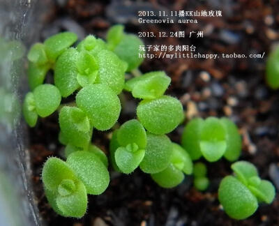 2013.11.11播的KK山地玫瑰Greenovia aurea，2013.12.24图，出第二对真叶好多天了，是不是有点玫瑰的样子啦~哈哈http://item.taobao.com/item.htm?id=35871066632