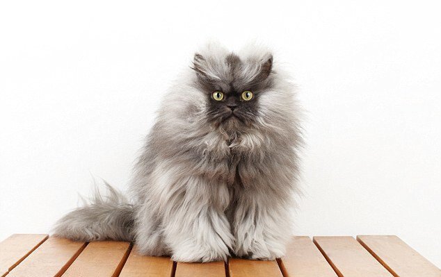 “猫上校”是喜马拉雅猫和波斯猫的杂交品种，这只只有两岁大的猫有长达9英寸（约合23厘米）的毛发，已得到将于9月份面世的《2014年吉尼斯世界纪录大全》的认可。