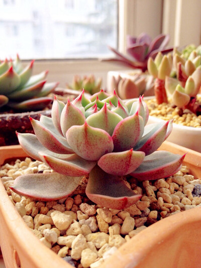 晒绿植 多肉“Ben Badis/点绛唇”