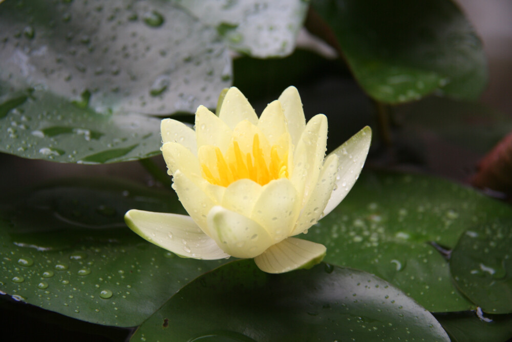 晒绿植 睡莲——海尔芙拉