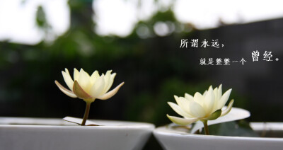 晒绿植 睡莲——海尔芙拉