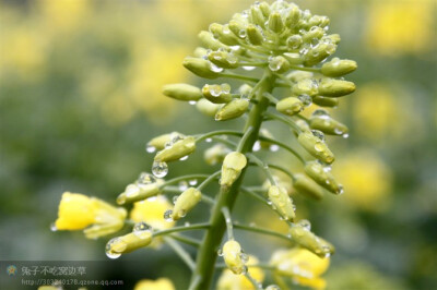 油菜花