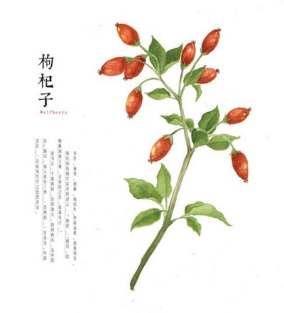 【侵删】枸杞子(Wolfberry)：养阴，滋肾，润肺，枸杞叶：补虚益精，清热明目。明代的药物学家李时珍云:“枸杞,二树名。此物棘如枸之刺,茎如杞之条,故兼名之。” 绘画/罗雨舒