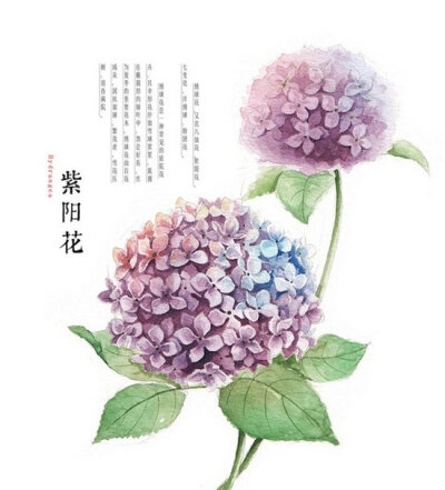 【侵删】紫阳花(Hydrangea)：绣球花，又名八仙花、洋绣球、粉团花。绣球花是一种常见的庭院花卉，其伞形花序如雪球累累，簇拥在椭圆形的绿叶中，煞是好看。繁茂者，雪花压树，清香满院。 绘画/罗雨舒