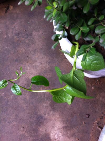 晒绿植木耳菜