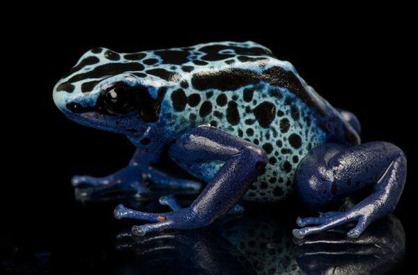 花箭毒蛙（学名Dendrobates tinctorius）又称染色箭毒蛙，是世界上体型最大的箭毒蛙之一，体长可以达到5厘米，生活在巴西、圭亚那、苏里南和法属圭亚那?；就芫哂邢喽晕潞偷亩舅?，人与之触碰的时候能导致疼痛和痉挛。