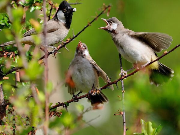 德黑兰一只白颊鹎正在给幼仔喂食