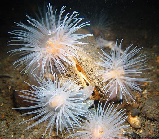 被海葵团团包围的一只马蚌。这种生长缓慢的软体动物寿命可达50年，它是去年苏格兰政府发起的15项海洋调查获得的众多罕见发现之一。