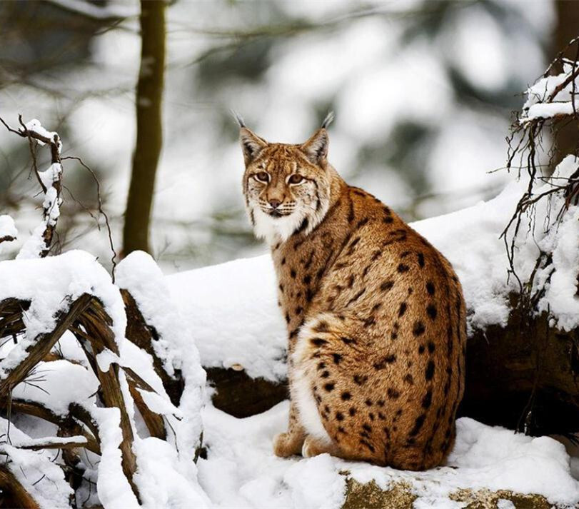 雪地里的猞猁