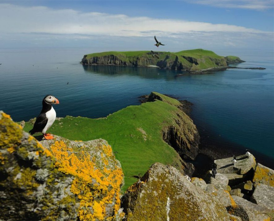 希恩特群岛的海鹦