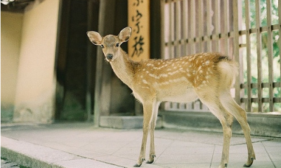 森林迷鹿