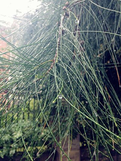 雨後的松柏很可愛