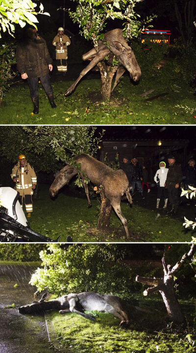 瑞典一麋鹿贪吃发酵苹果 醉后发酒疯卡在树上 瑞典南部哥特堡附近，农民皮尔·约翰逊（Per Johansson）听到邻居花园中有麋鹿在高声嚎叫，赶到现场才哭笑不得地发现一头醉眼朦胧的麋鹿被卡在了苹果树上。这头麋鹿显…