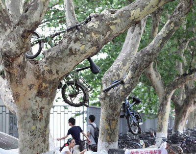 南京理工大学每年毕业季，不少毕业生不愿将自己的自行车带走，就近挂在树上，久之成为了南理工校园内一道独特的风景，毕业生们用这种看似疯狂的举动告别大学校园生活。