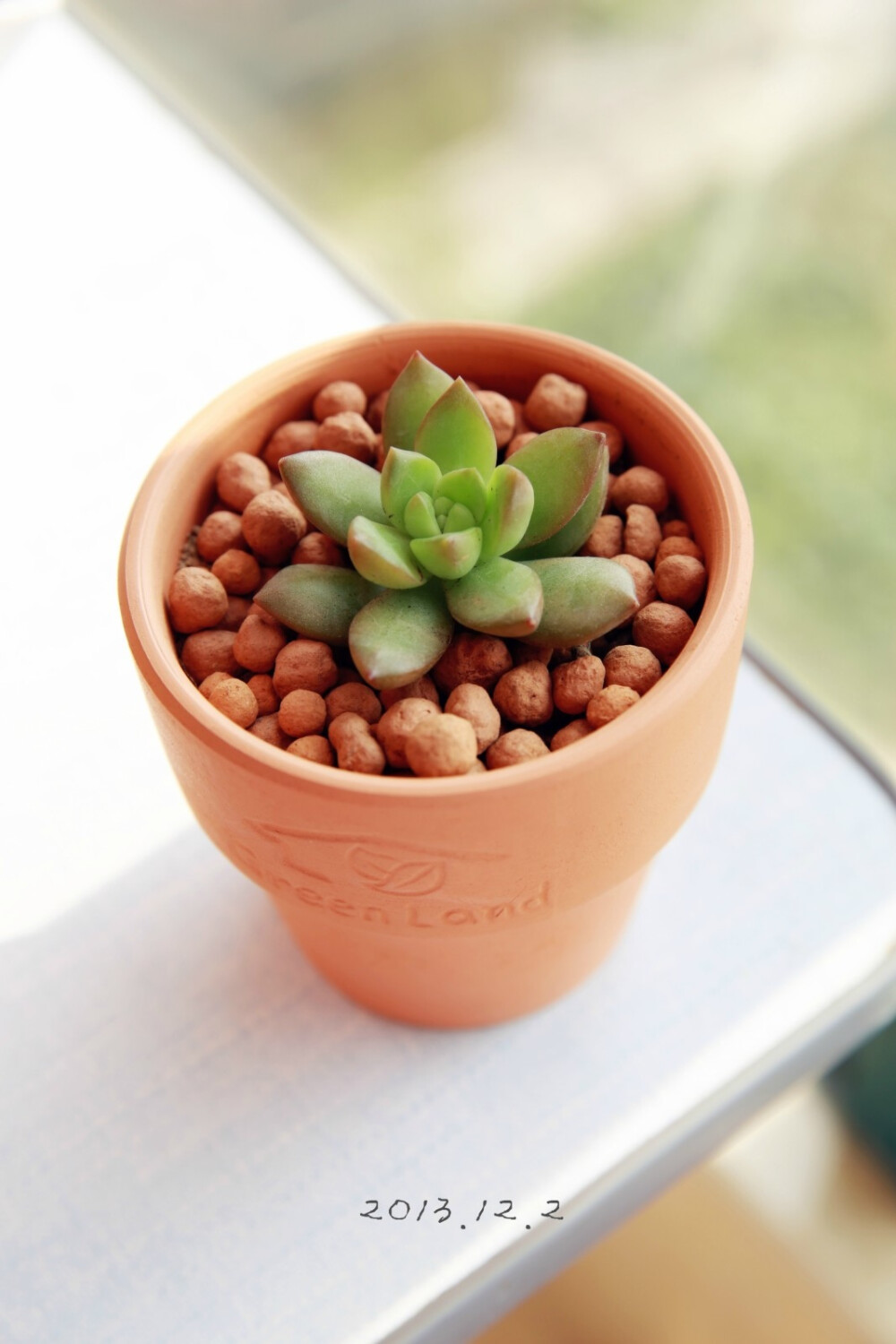 #晒绿植 多肉# 黄丽