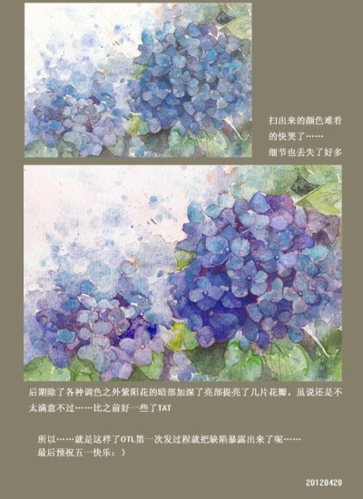 紫阳花06