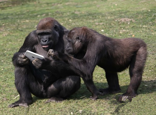 大猩猩拿着新上市的iPad2平板电脑，好像在研究它的功能。