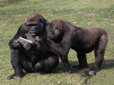 大猩猩拿着新上市的iPad2平板电脑，好像在研究它的功能。