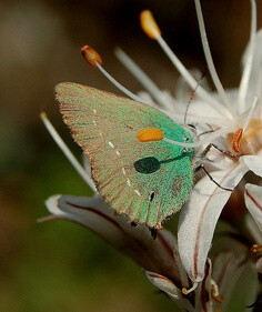 那粉扑扑的绿，只是见到你，羞红了脸。