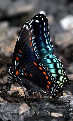 我等待黑夜的降临，寻找梦的精灵