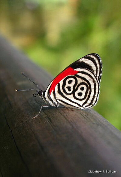在中国我很抢手，所以，还是留在非洲吧