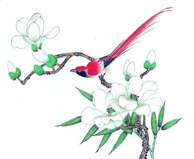 花鸟