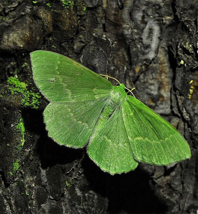 贝加尔湖边的美丽蝴蝶